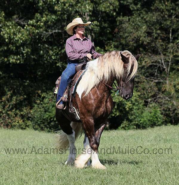 track-tennessee-walking-horse