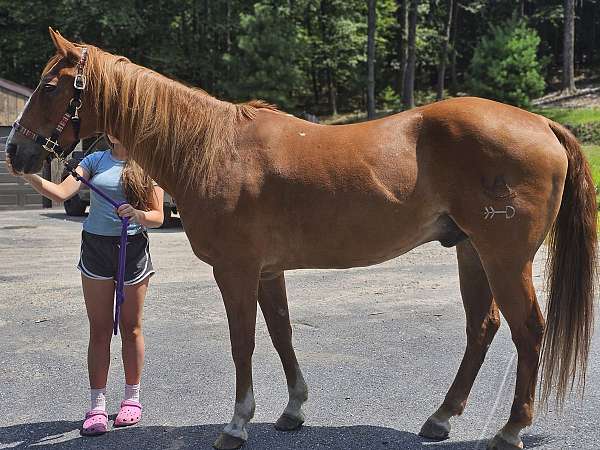 all-around-quarter-horse