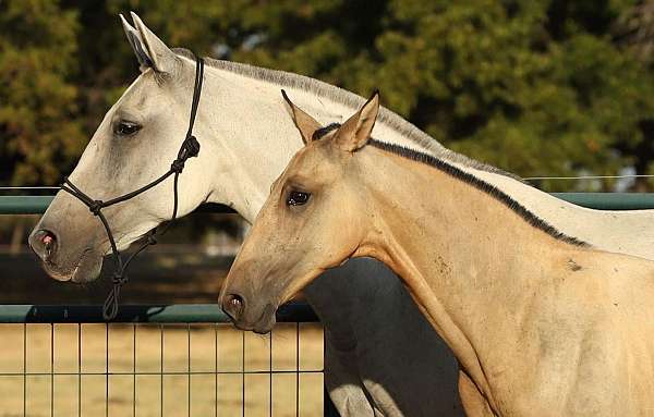 heterozygous-grey-horse