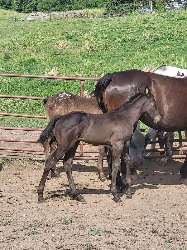 smokey-black-aqha-colt