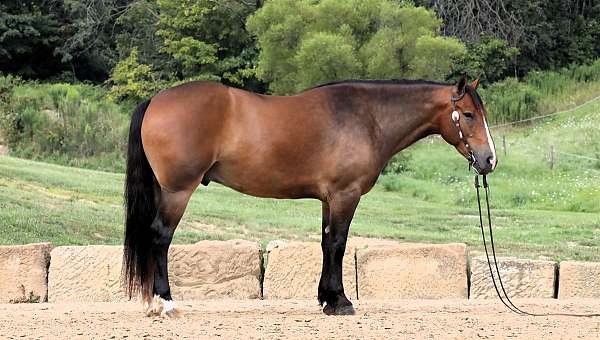 athletic-draft-horse