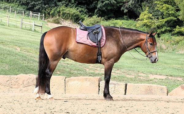 beginner-draft-horse