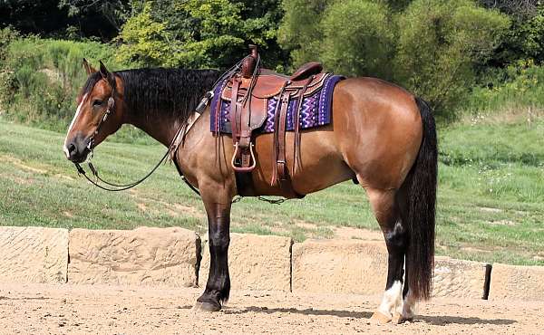 cross-draft-horse