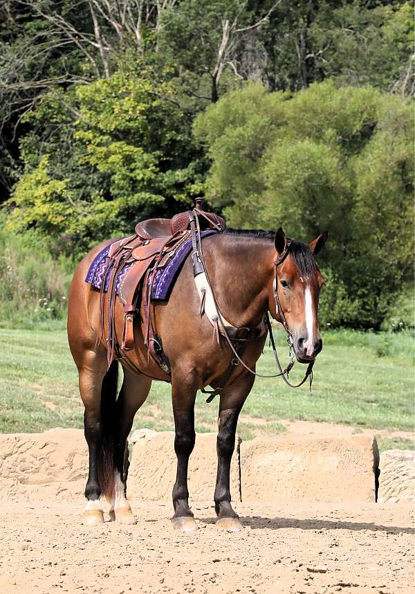 driving-draft-horse