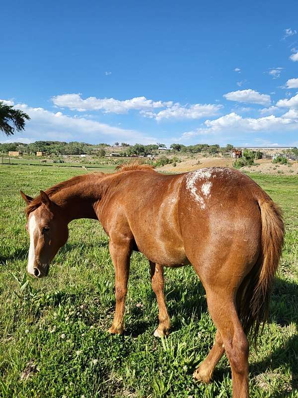 aphc-colt-yearling