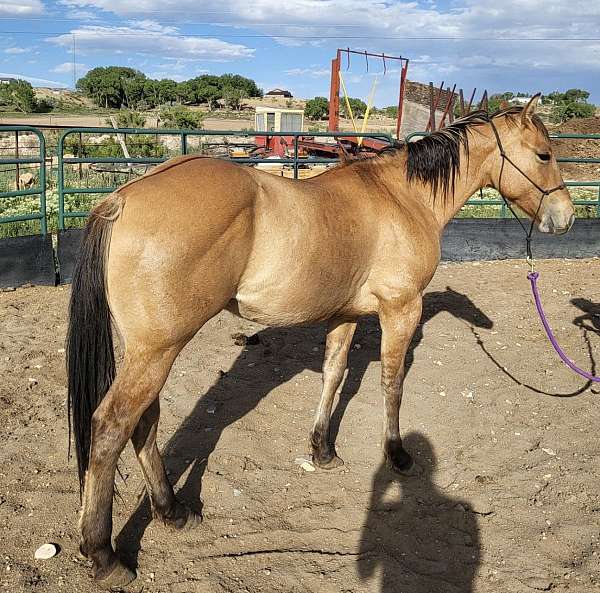 halter-ranch-colt-yearling