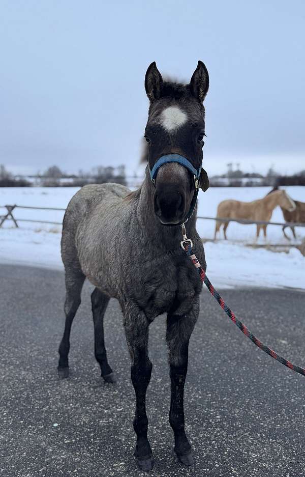 rach-horse-quarter