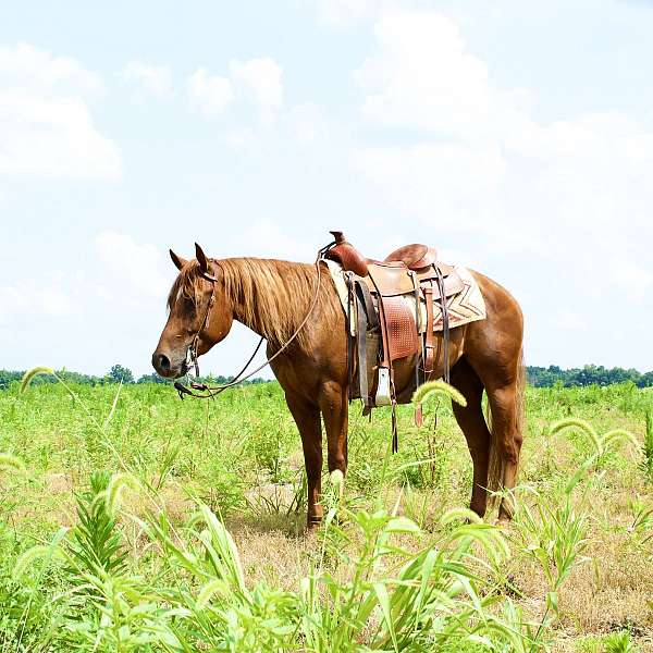 white-star-on-forehead-horse