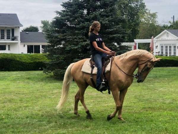 trail-trail-riding-tennessee-walking-horse