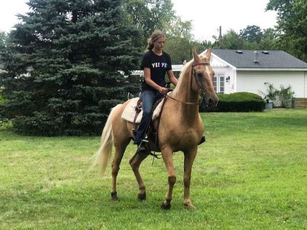 palomino-tennessee-walking-gelding