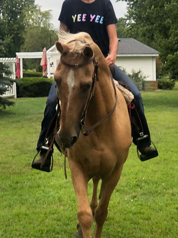 palomino-trail-trail-riding-horse