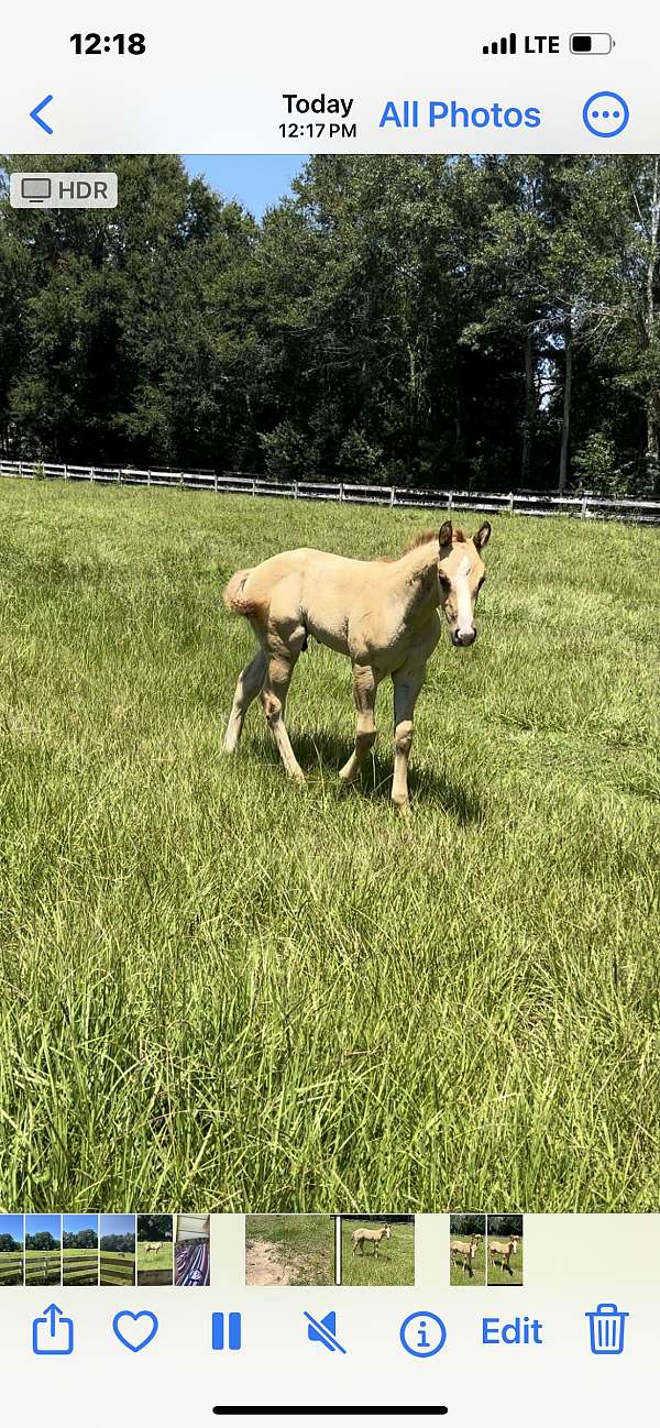 8-hand-dun-w-blk-points-horse