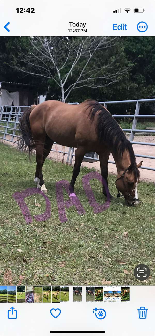 white-blaze-horse