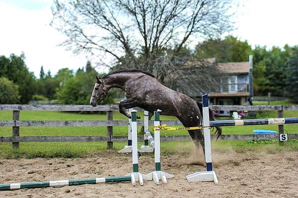 all-irish-draught-horse