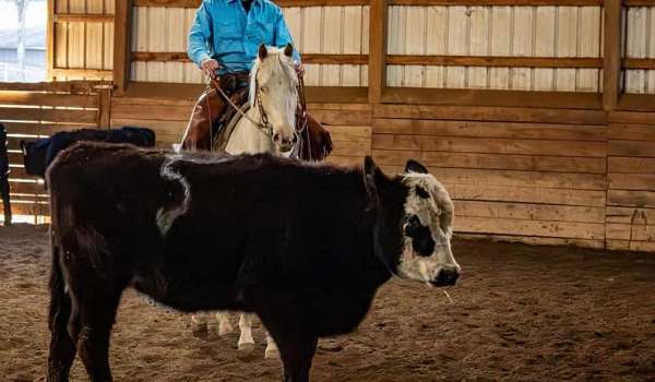 cremello-cutting-working-horse