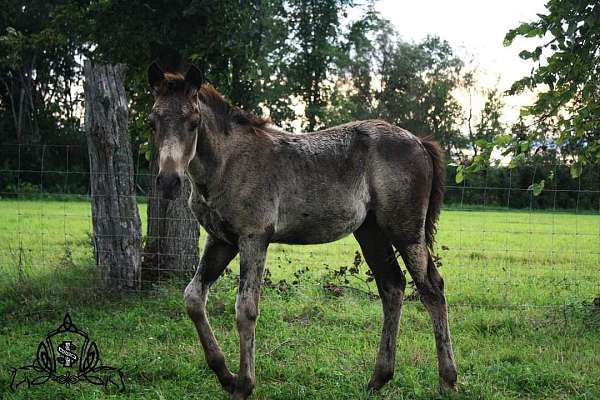 buckskin-perlino-champion-horse