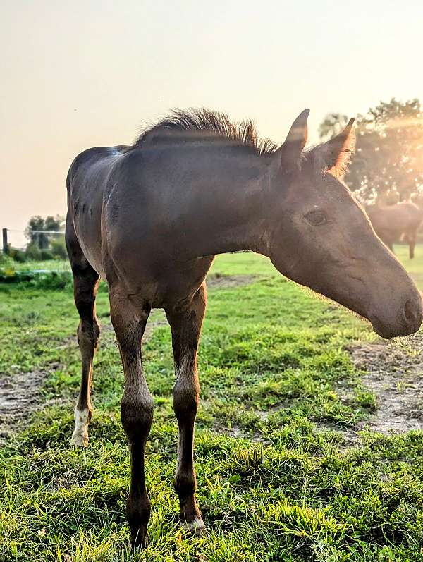 3-white-socks-horse