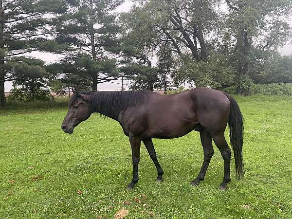 quarter-horse-gelding