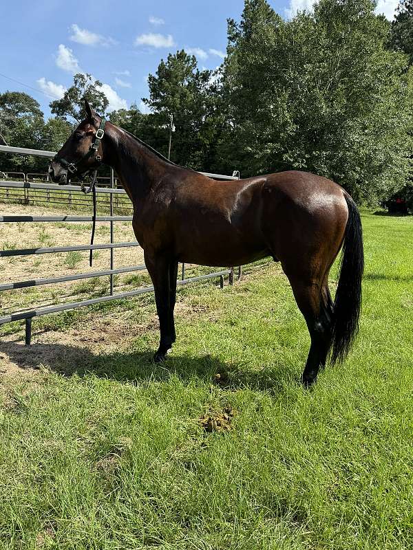 prospect-colt-broke-green-young-roping-barrel-ranch-quarter-horse