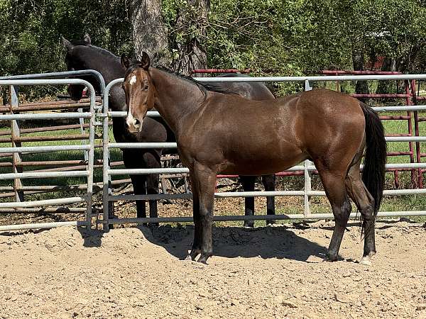 prospect-colt-broke-green-young-roping-barrel-ranch-quarter-horse