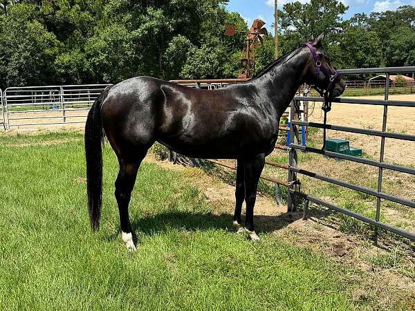 prospect-barrel-racing-roping-ranch-work-young-broke-quarter-horse