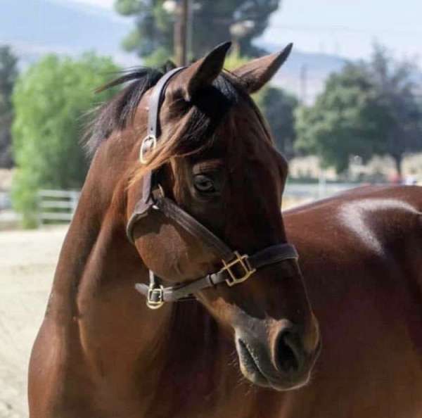 ottb-thoroughbred-horse