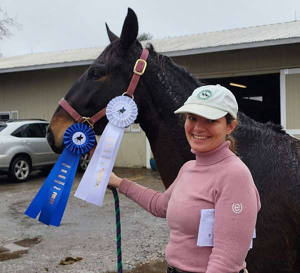 show-winner-mustang-pony