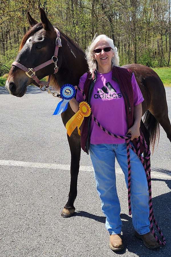 all-around-mustang-pony