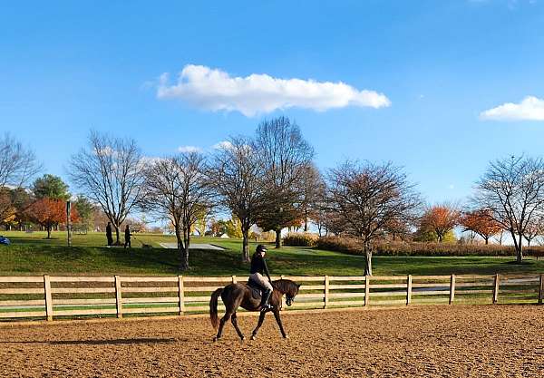 dressage-mustang-pony