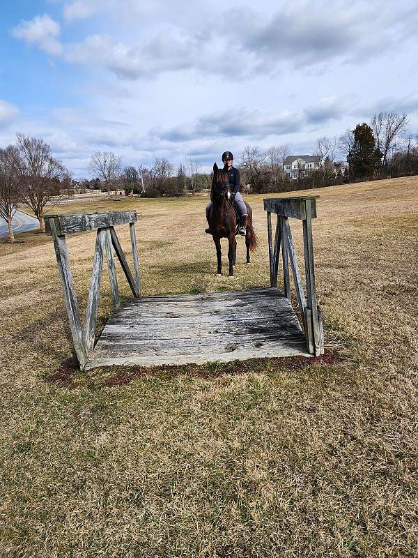 eventing-mustang-pony