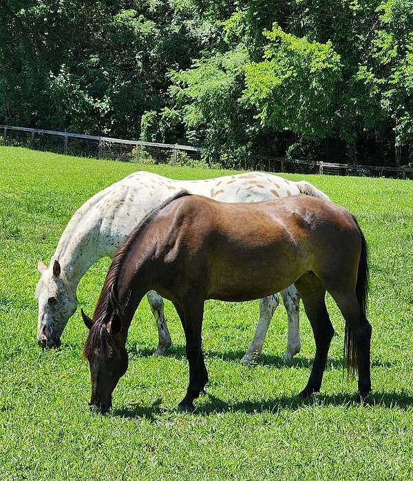 bay-mustang-mare