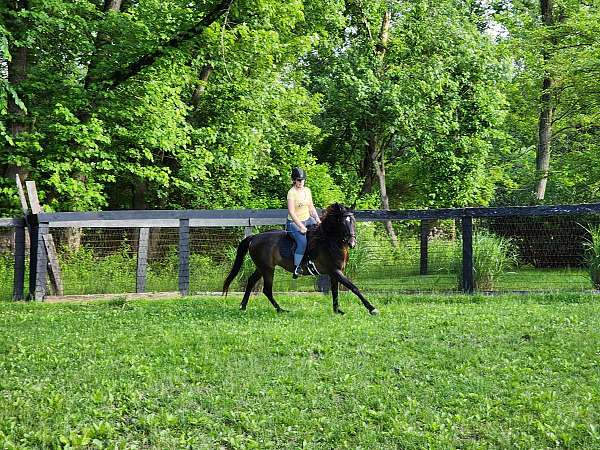 adopted-mustang-pony