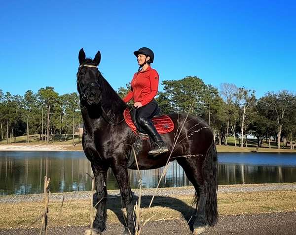 all-around-flashy-friesian-horse