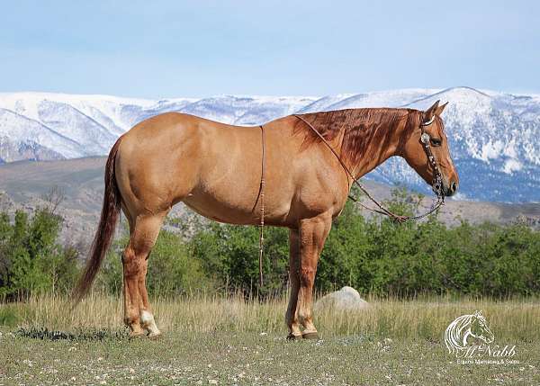 athletic-quarter-horse