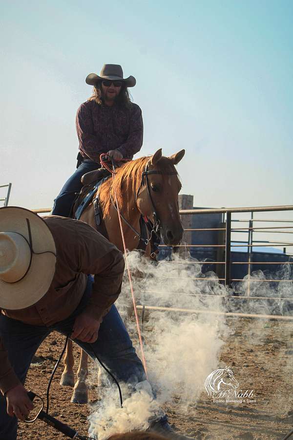 cowboy-mounted-shooting-quarter-horse