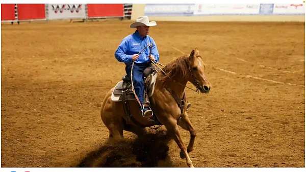 ranch-quarter-horse