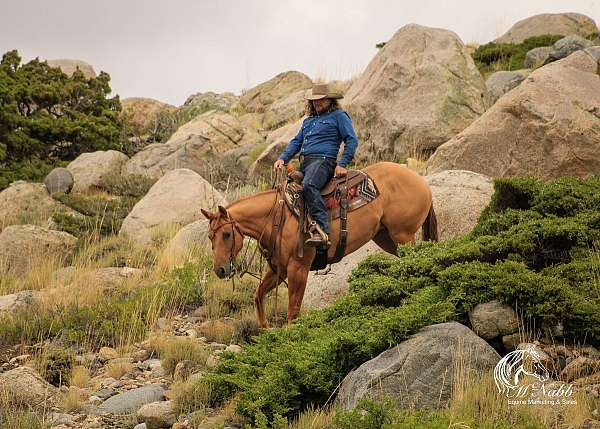 ridden-english-quarter-horse