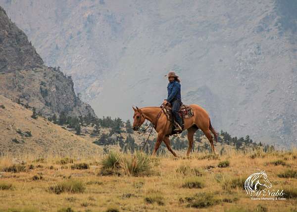 ridden-western-quarter-horse