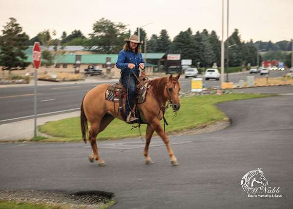 trail-quarter-horse