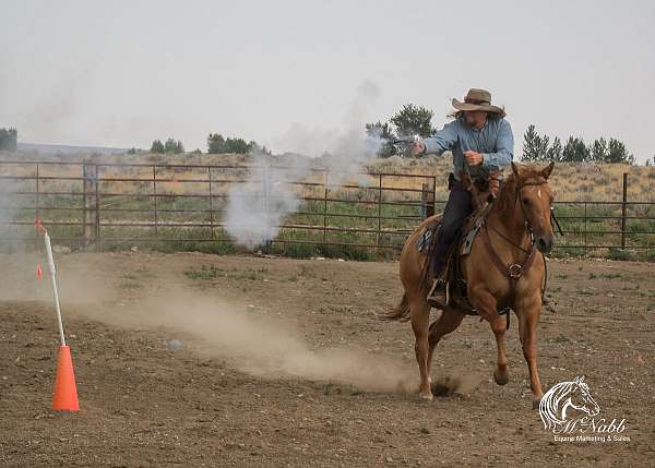 trail-riding-quarter-horse