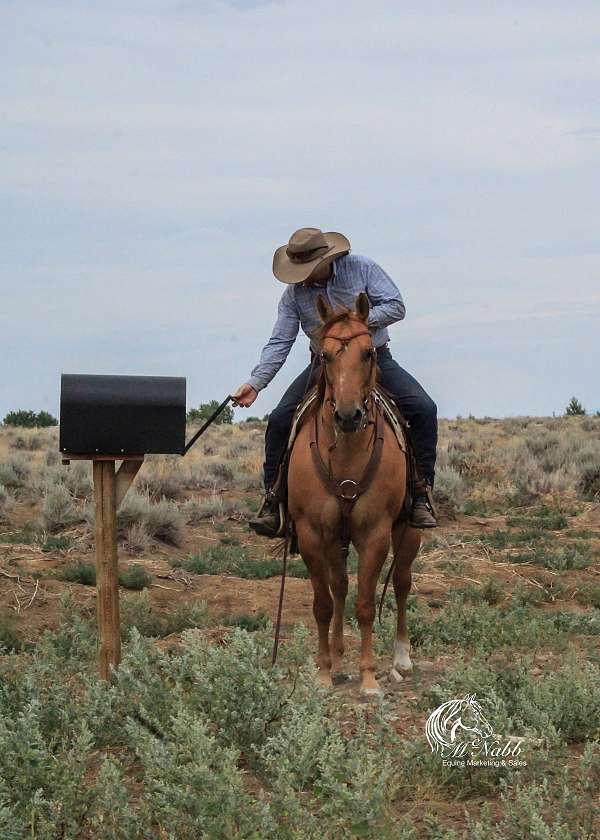 western-riding-quarter-horse