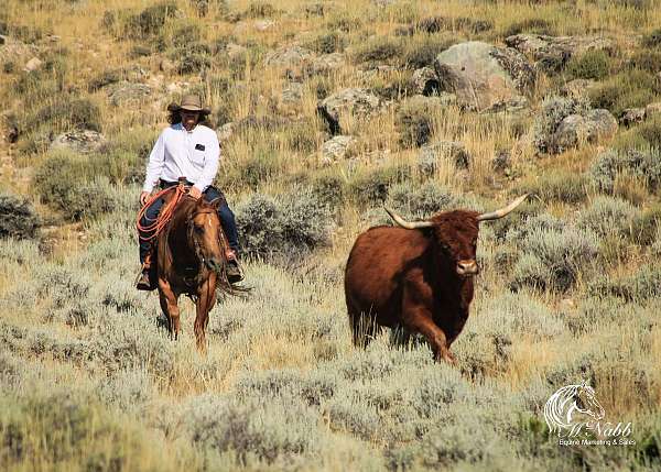 working-cattle-quarter-horse