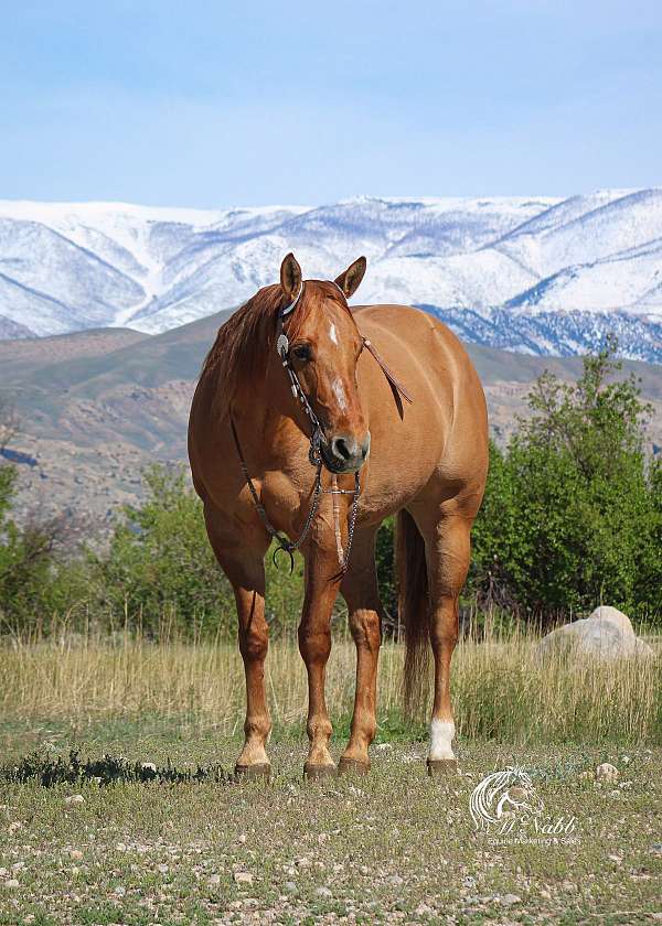 youth-quarter-horse