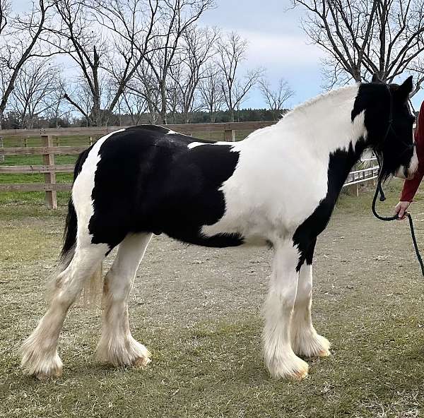 all-around-gypsy-vanner-horse