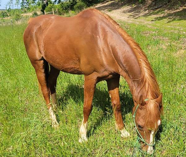 chestnut-white-arabian