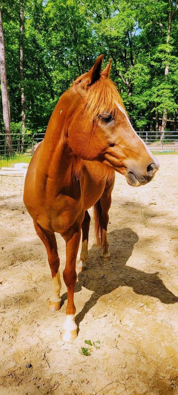 arabian-gelding