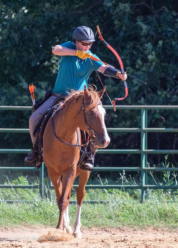 leg-cues-arabian-horse