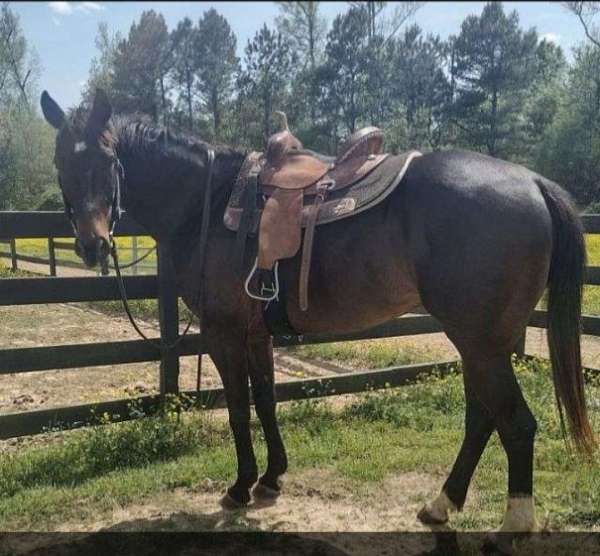 quarter-horse-gelding