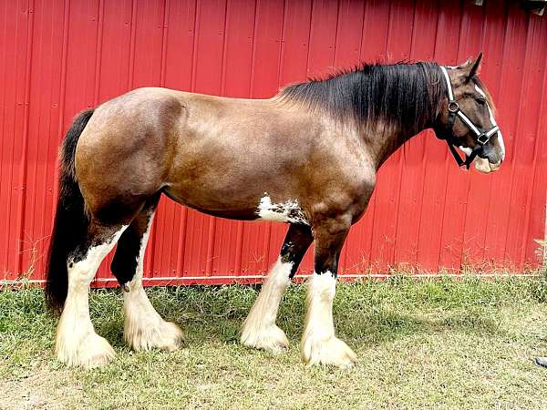 driving-horse-clydesdale