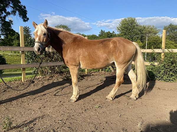 babysitter-haflinger-horse